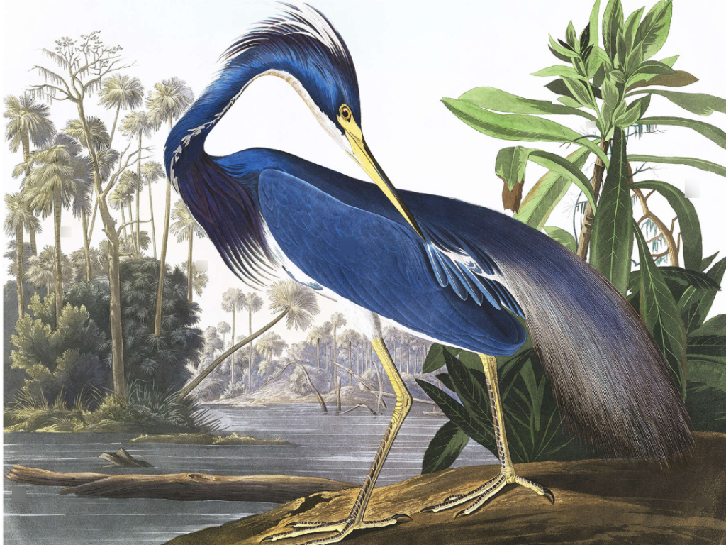 John James Audubon dessin oiseau